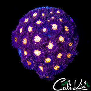 ASSORTED ZOA COLONY