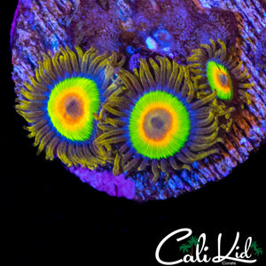 RASTA ZOA QUAD