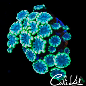 BLUEBERRY HILLY ALVEOPORA