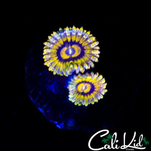 STRATOCASTER TYPE MORPH ZOA DOUBLE