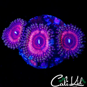HYPER PINK PALY TRIPLE