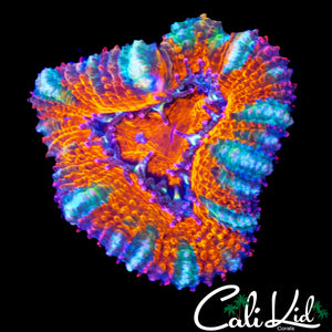 ULTRA RAINBOW ACAN LORD