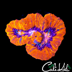 ILTRA WILSONI