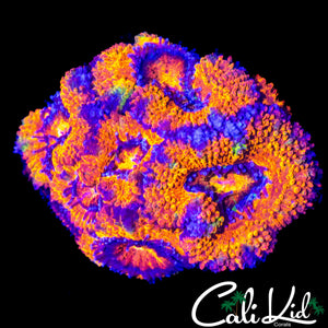 RAINBOW ACAN MINI COLONY