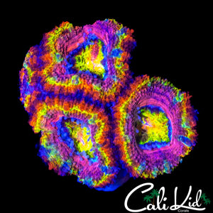 CK PINK DYNASTY ACAN QUAD