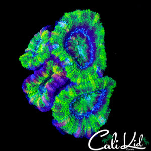 KRAZY PATTERN ACAN QUAD