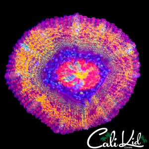 ULTIMATE RAINBOW ACAN MORPH