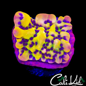 CK BUBONIC MONTI