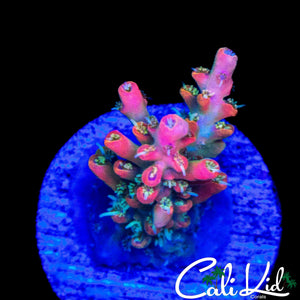 CK SOUR PUNCH