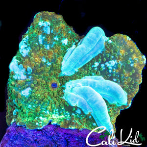 CK WHITE GHOST BOUNCE MUSHROOM