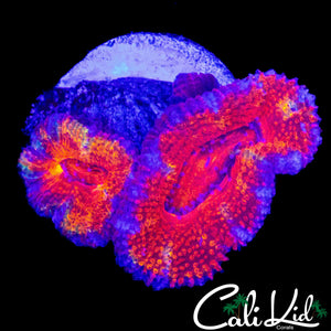 ULTRA RAINBOW ACAN DOUBLE