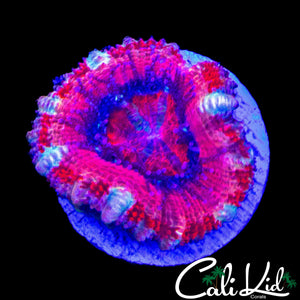 CANDY CANE ACAN LORD