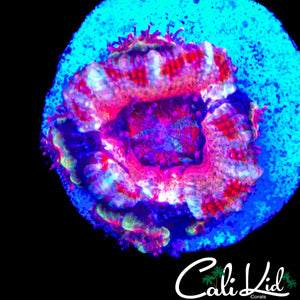 WHITE STRIPE ACAN MINI COLONY