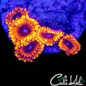 MAUL TYPE ZOA MINI COLONY
