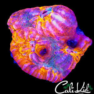 RAINBOW SWIRL CHALICE