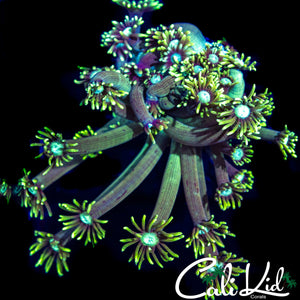 LONG TENTACLE ULTRA GONI