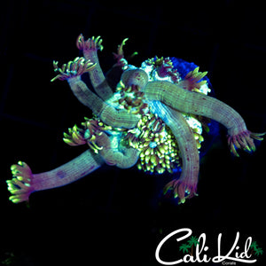 LONG TENTACLE ULTRA GONI