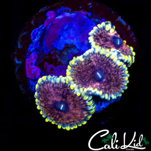 CK AOTP ZOA TRIPLE