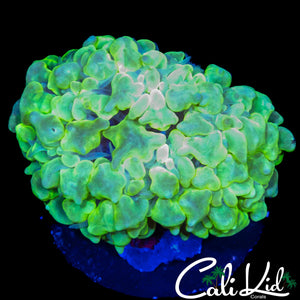 SUPER BRIGHT BUBBLE CORAL