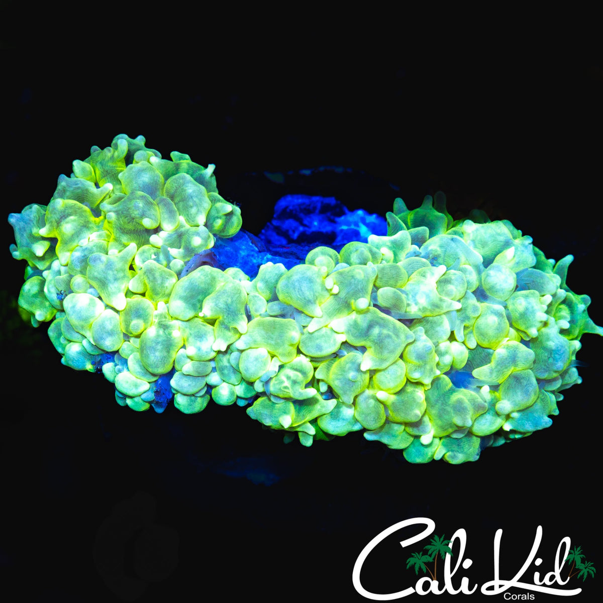 SUPER BRIGHT BUBBLE CORAL