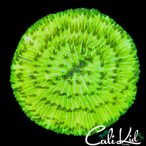 LARGE LIMEADE PLATE CORAL