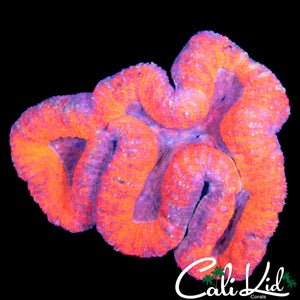 LIPSTICK SYMPHYLIIA