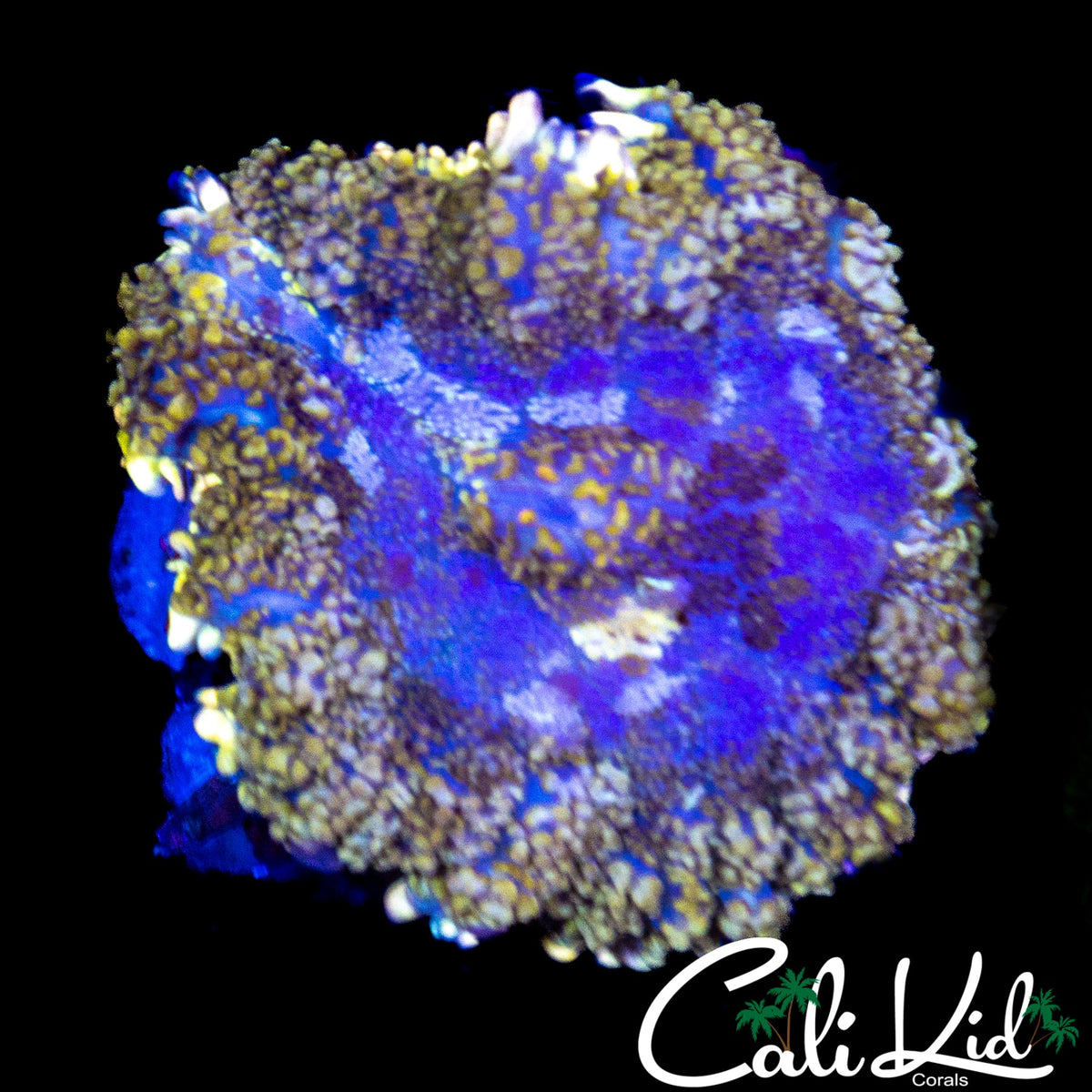 ULTRA WINDOW PANE RHODACTIS