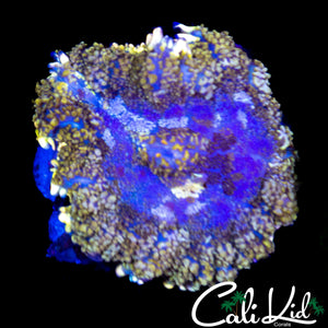 ULTRA WINDOW PANE RHODACTIS
