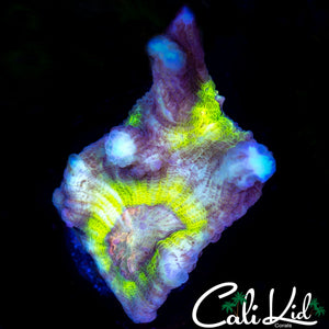 RAINBOW EYE PECTINIA FRAG