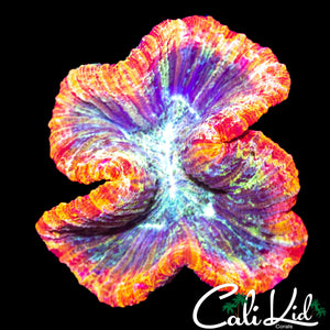 SUPER RAINBOW RIM WELLSO