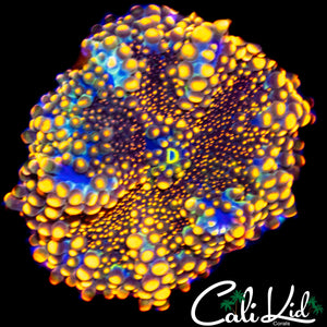 GODZILLAS LIL BRO MUSHROOM