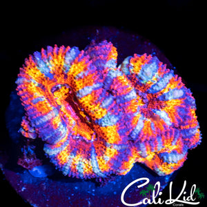 INSANE RAINBOW ACAN QUAD