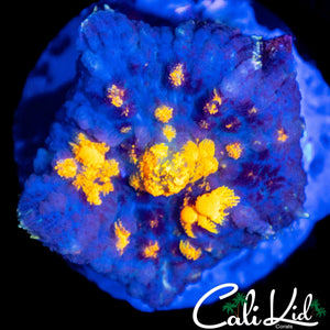 MYSTERY RHODACTIS