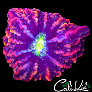 FRANKENSTEINS BRIDE INDOPHYLIA