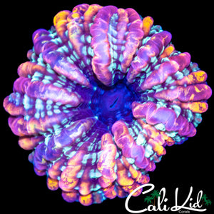 RARE PATTERN CYNARINA