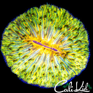 RARE YELLOW MOUTH FUNGIA
