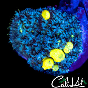 BIO HAZARD TYPE BOUNCE MUSHROOM