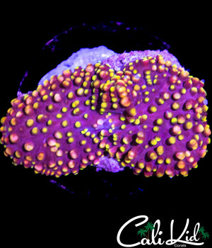 CK SANGRIA MUSHROOM