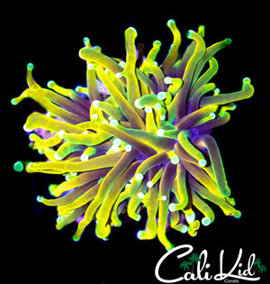CK JUICY FRUIT TORCH