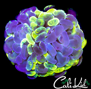 SPLATTER BRANCHING HAMMER