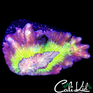 RAINBOW PECTINIA CHUNK