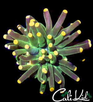 ULTRA BI COLOR TORCH