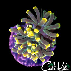 ULTRA BI COLOR TORCH