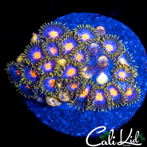 ASSORTED ZOA MINI COLONY
