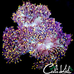 GOLD TIP ELEGANCE COLONY