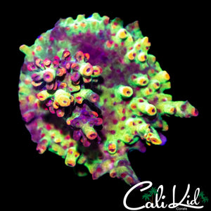CK SHORTCAKE MINI COLONY