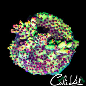 CK SHORTCAKE CHUNK
