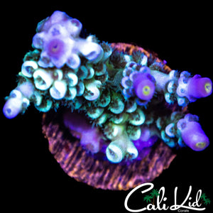 FUZZY RAINBOW TENIUS