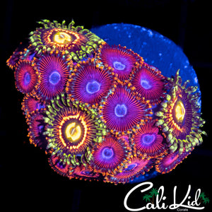 ASSORTED ZOA MINI COLONY