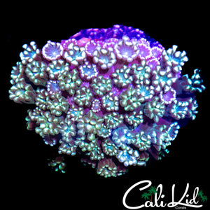 ULTRA RAINBOW ALVEOPORA